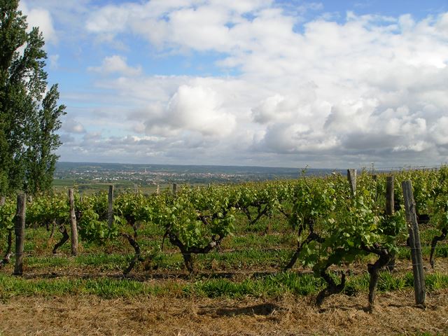 More vineyards.